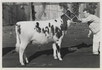 (COWS--FARMING) An udderly charming archive of approximately 70 photographs of prize-winning cows in the U.S. and Canada.